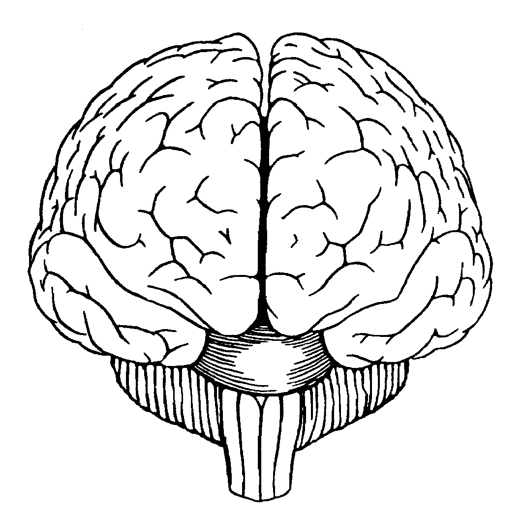 Brain front view clipart