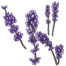 Free Cliparts Lavender
