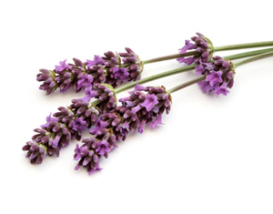 Use Vodka Lavender Tincture Lg