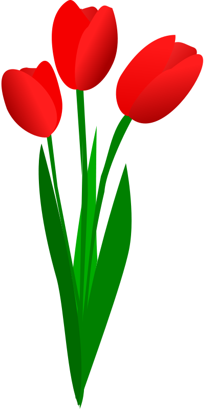 Spring Tulip Pictures