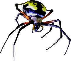 Free Insect Gifs