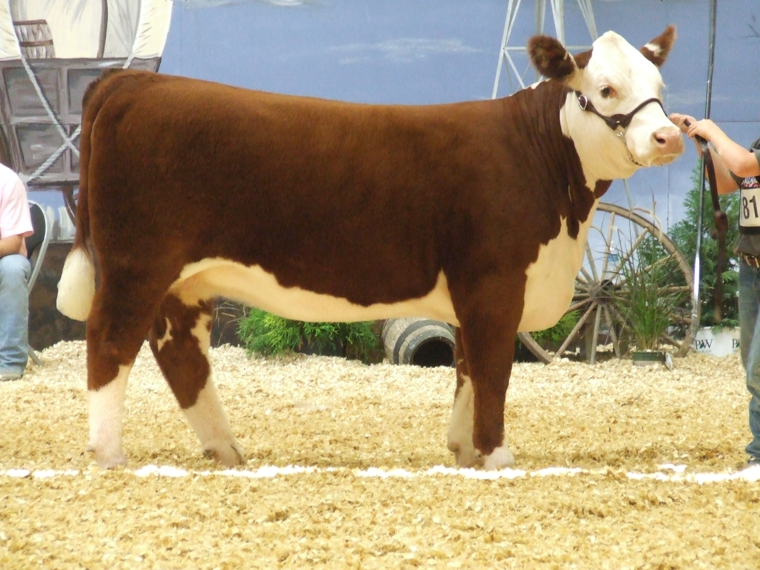 Nebraska Animal Cliparts