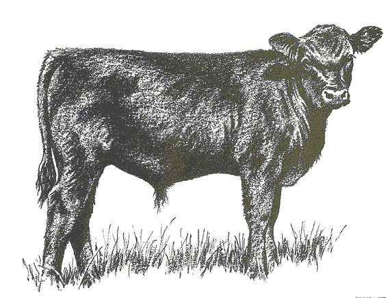 Angus Clip Art