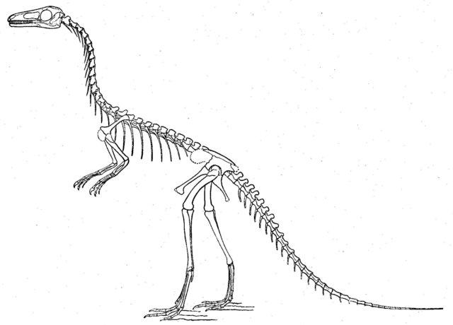 Dinosaurs Bones Black And White Clipart