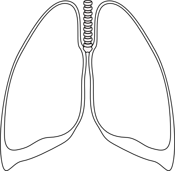 Lung Clear Lung Clip Art at Clker
