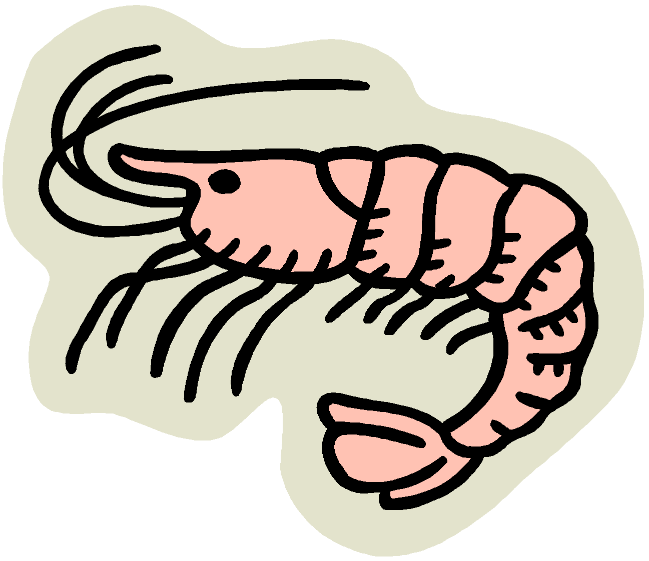 Shrimp clipart graphics