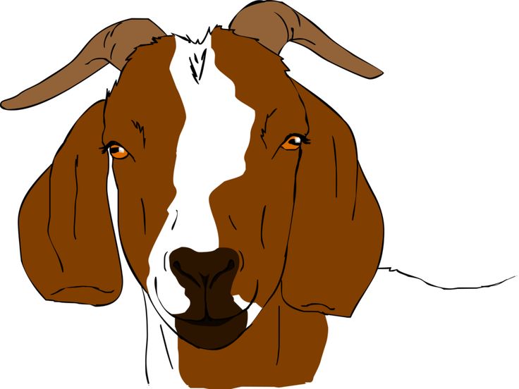 boer goat clip art