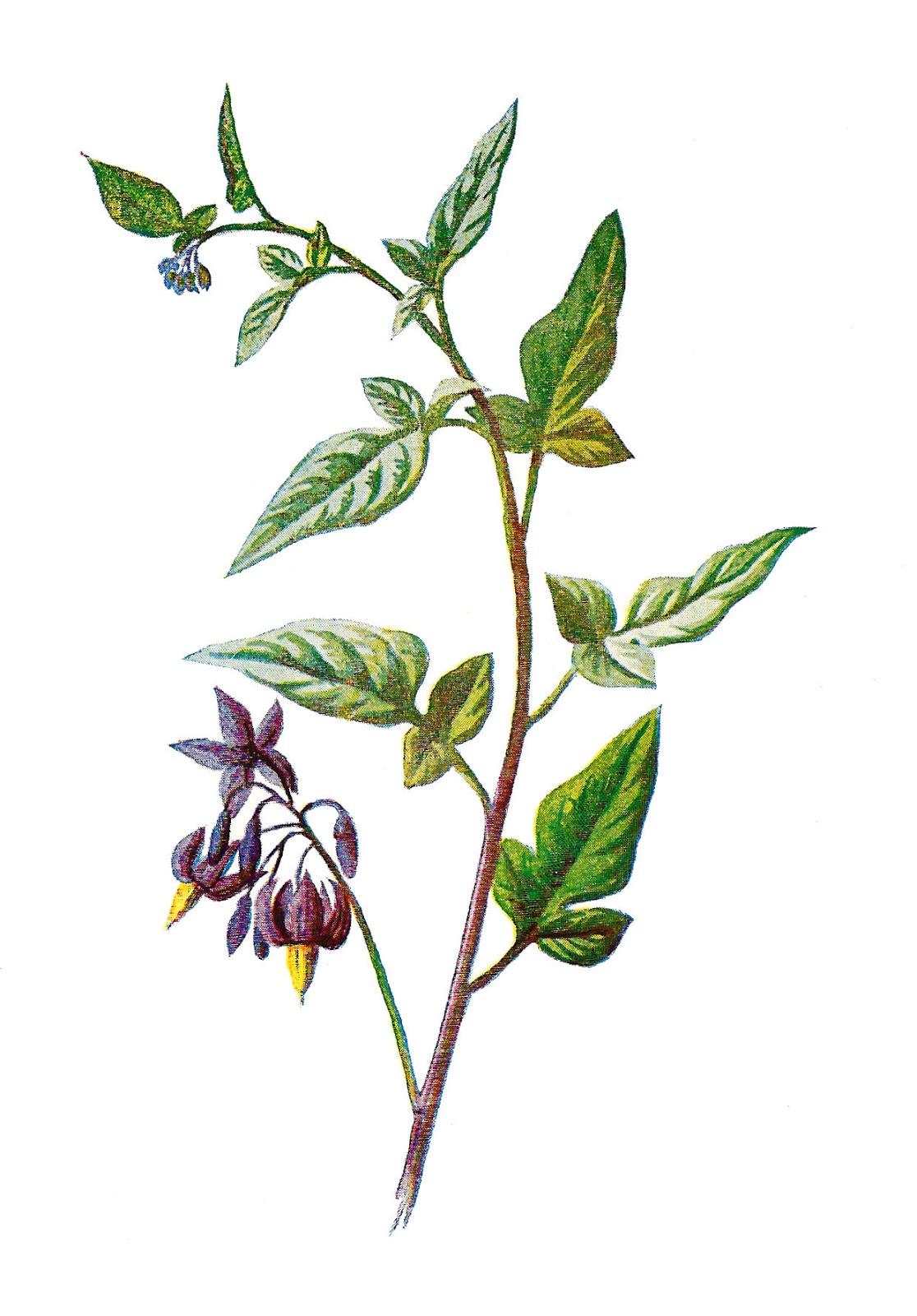 Antique Image: Stock Wildflower Free Download Digital Flower Clip