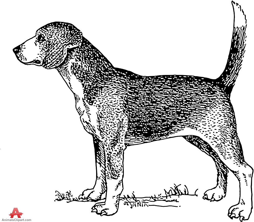 Beagle Dog Drawing Clipart