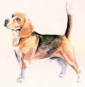 Beagle Clip Art Download