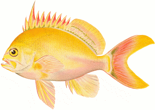 Colorful Fish Cliparts