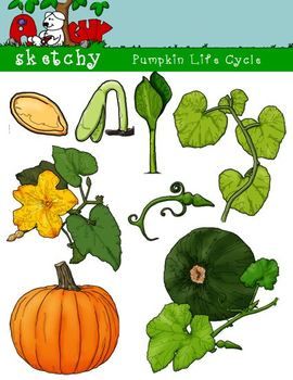 Green Pumpkin Cliparts