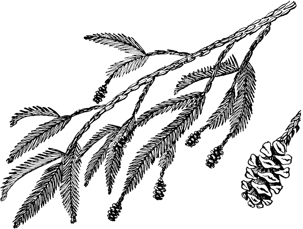 Redwood Branch