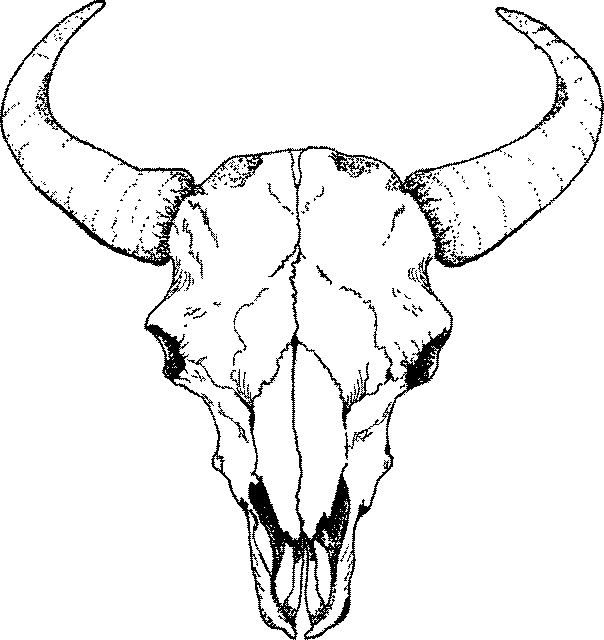 Cow Skull Stock Illustrations, Cliparts and Royalty Free Cow Skull Vectors