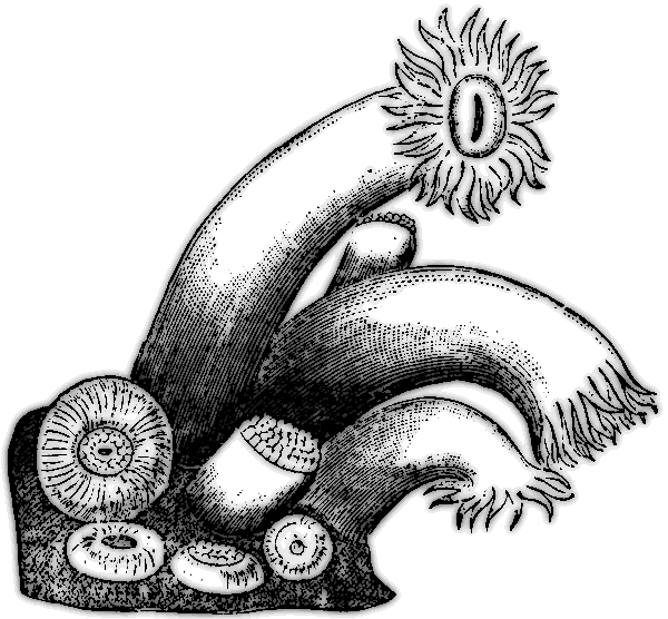 Free Sea Anemone Clipart, 1 page of Public Domain Clip Art