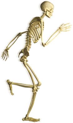 Bones Skeleton Cliparts