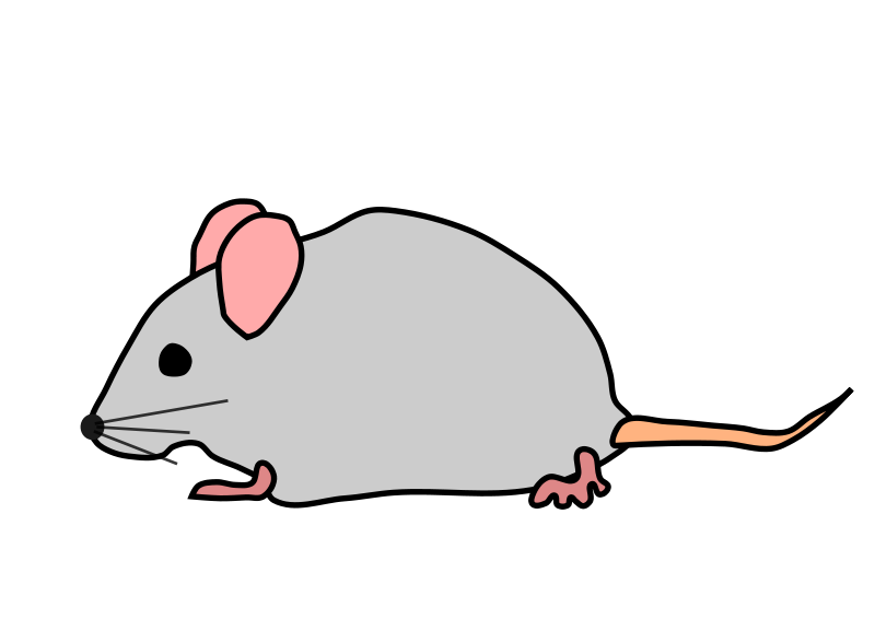 transparent mouse animal