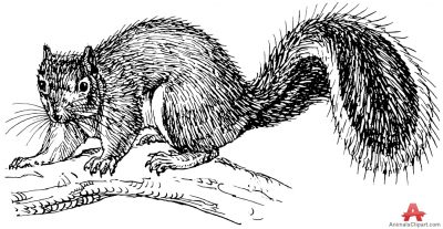 Squirrels Animals Clipart Gallery