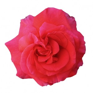 Realistic Flowers Cliparts