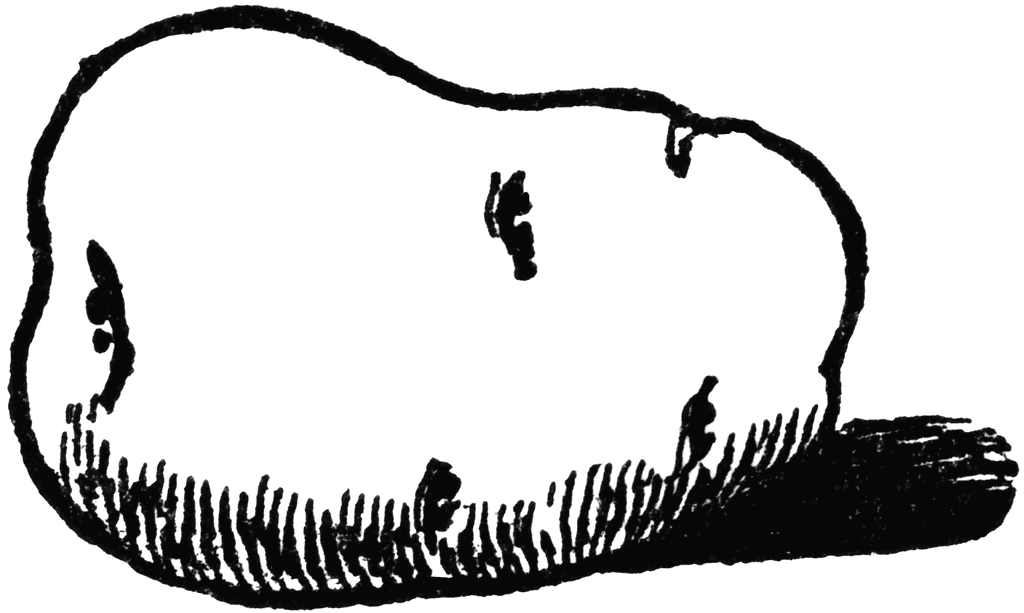Potato clipart black and white