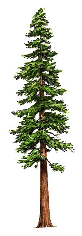 Free Free Redwood Cliparts, Download Free Free Redwood Cliparts png ...