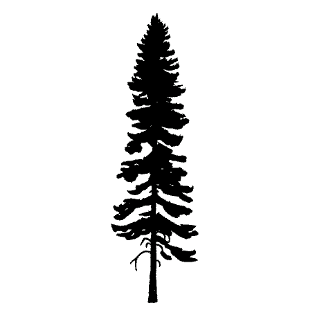 Redwood Tree Drawing
