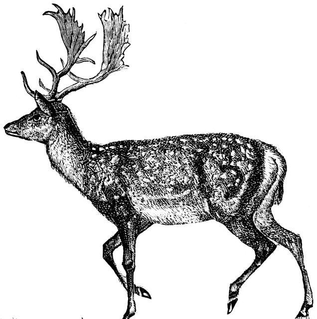 Deer Hunter Cliparts