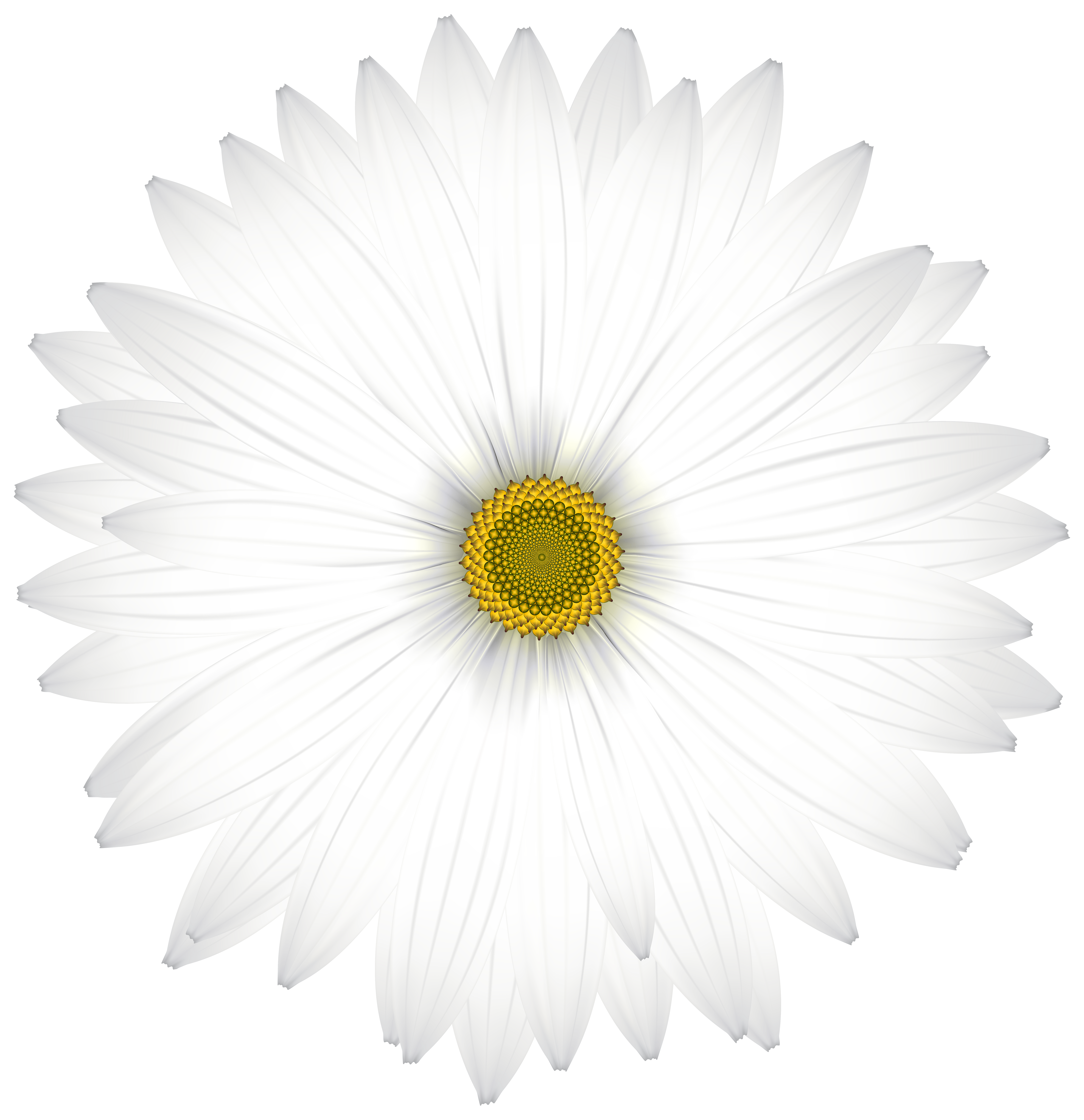 Daisy Flower Vector Transparent Png Amp Svg Vector File - Bank2home.com