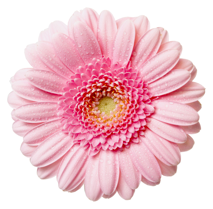 Flower With Transparent Background Clipart