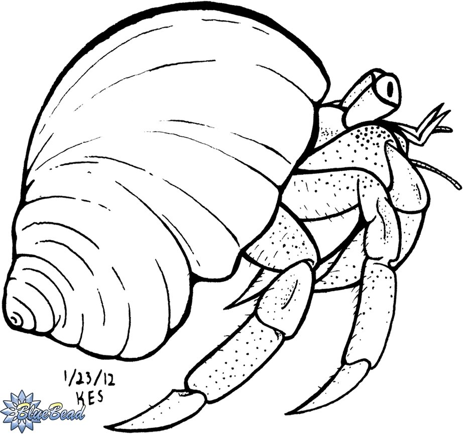Hermit crab clipart black and white
