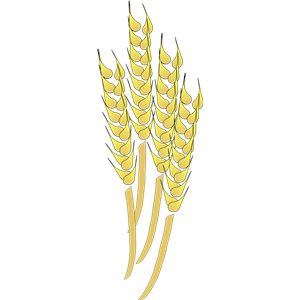 Clipart grain of wheat
