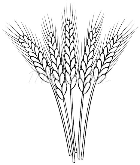 Wheat Grain Clipart
