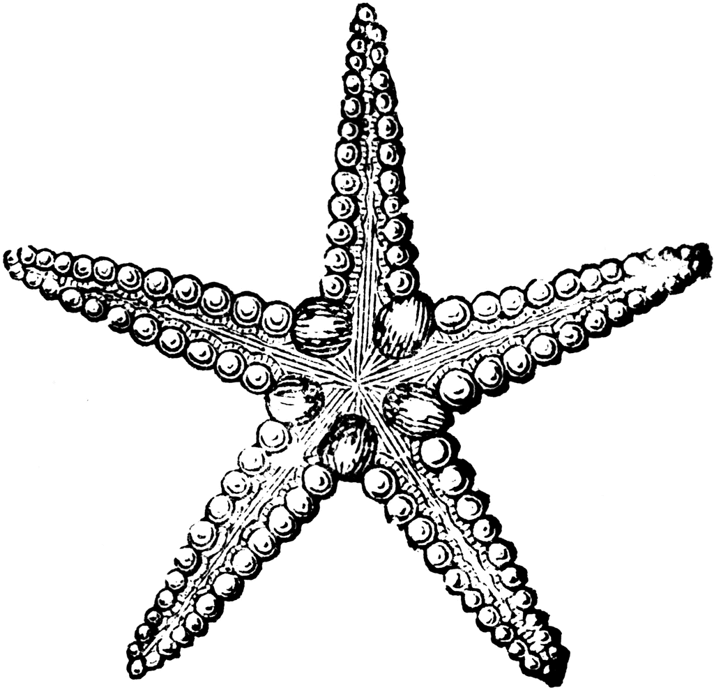 Starfish Black And White Clipart