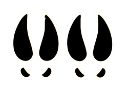 Deer Footprints Cliparts
