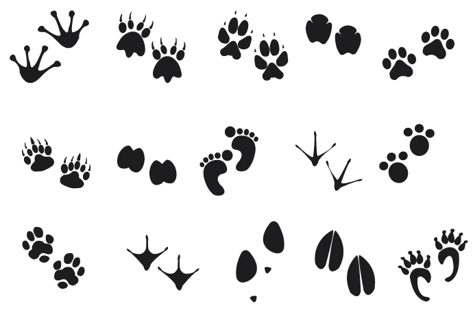 Deer hoof print - traces png illustration 8505797 PNG