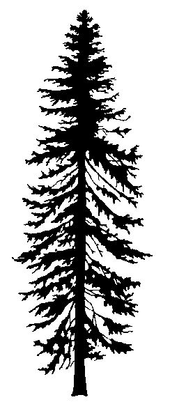 Douglas Fir Tree Clip Art – Clipart Free Download