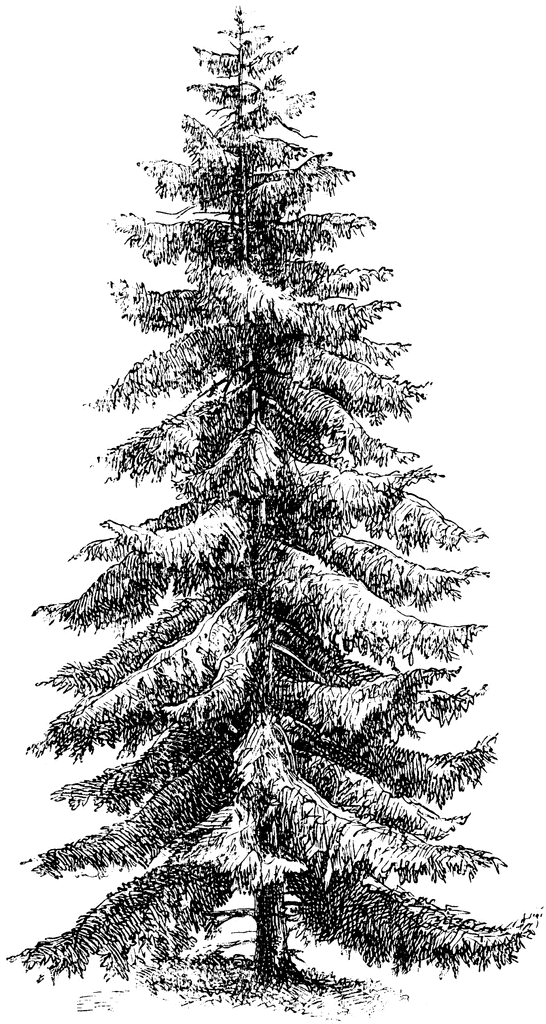 Douglas Fir Tree Clip Art – Clipart Free Download