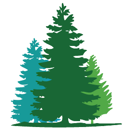 Douglas fir clipart