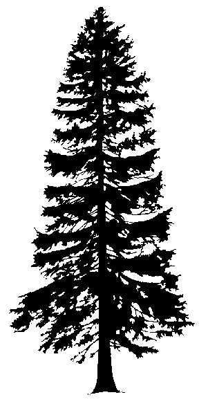 Cedar Tree Silhouette