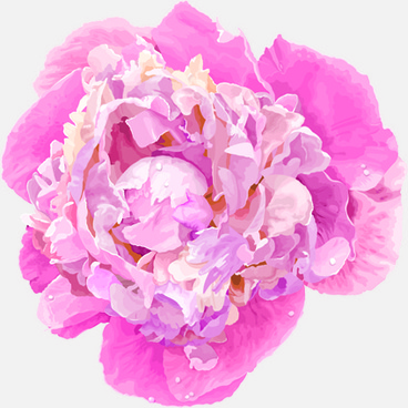 Peony free vector download