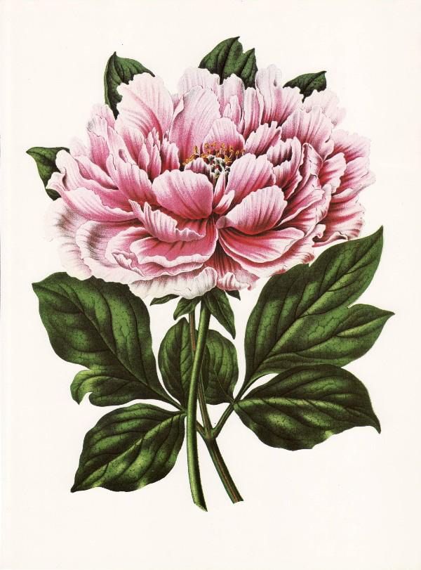 Peony Cliparts Free