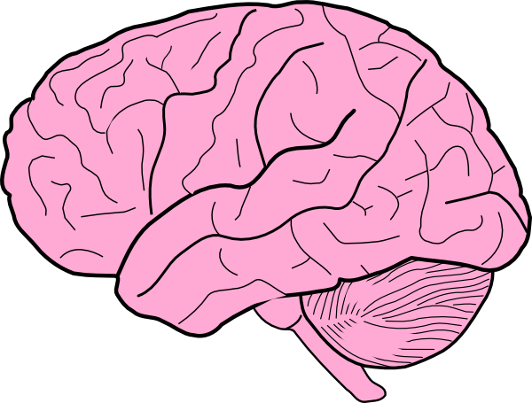 Brain Clipart 