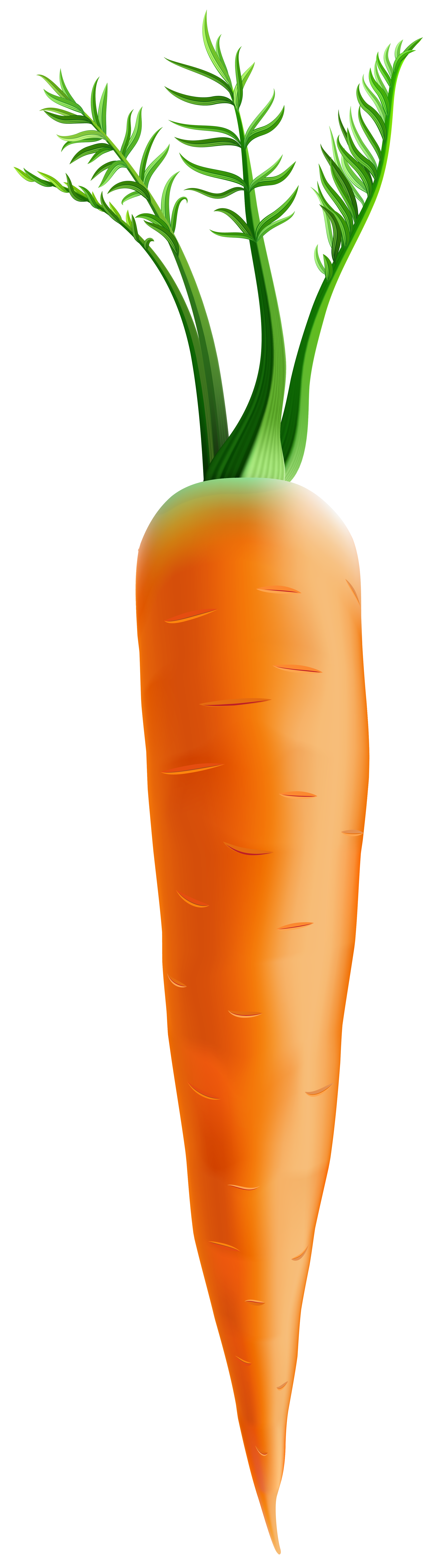 Carrot PNG Clip Art Image