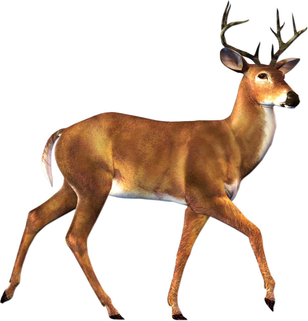 deer illustration free download