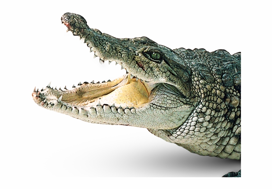 Download Crocodile Png Picture Transparent Background Crocodile Png
