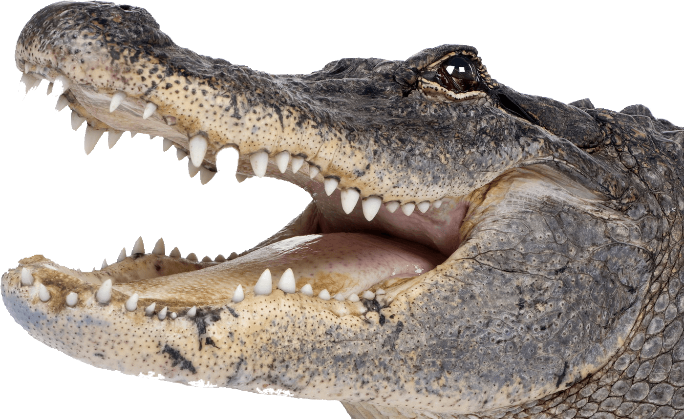 Crocodile Head Right Alligator Png
