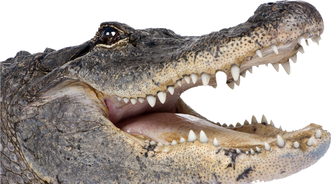Crocodile Png Transparent Picture Alligator Png