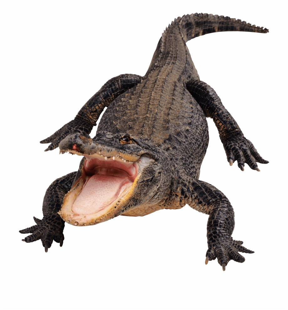 Crocodile Front Alligator Png