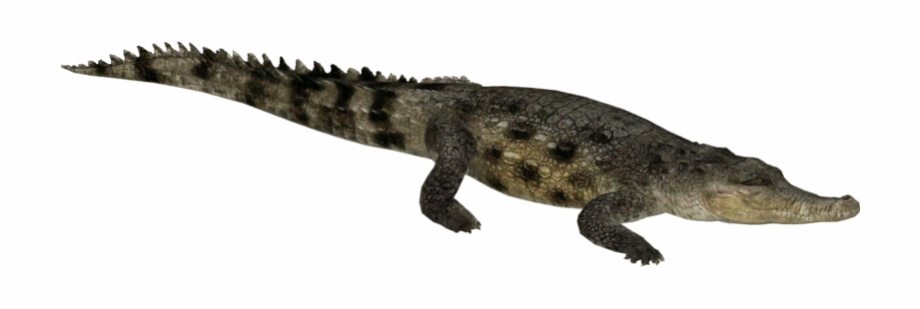 Saltwater Crocodile Png Picture Saltwater Crocodile Png