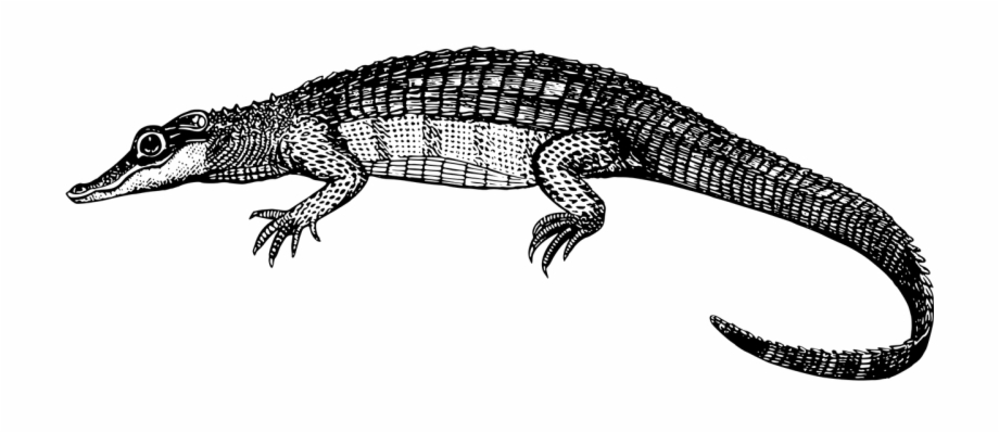 Alligator Animal Crocodile Png Image Caiman Clipart